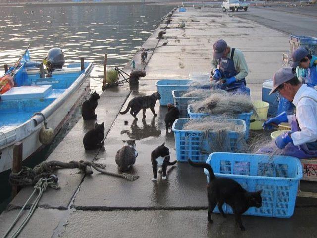 koty na przystani rybackiej Tashiro-jima