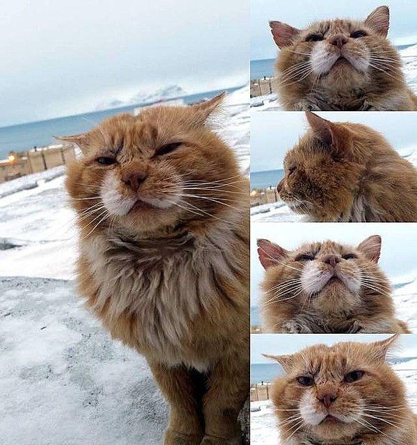 rudy kot w Rosji