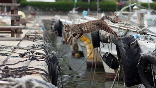 kot na przystani rybackiej Tashiro-jima