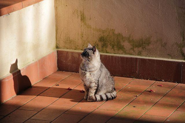 kot wpatruje się w pustą ścianę