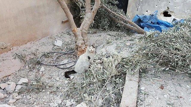 koty w Aleppo