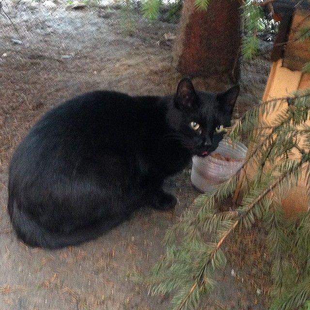 czarny kot przy posiłku