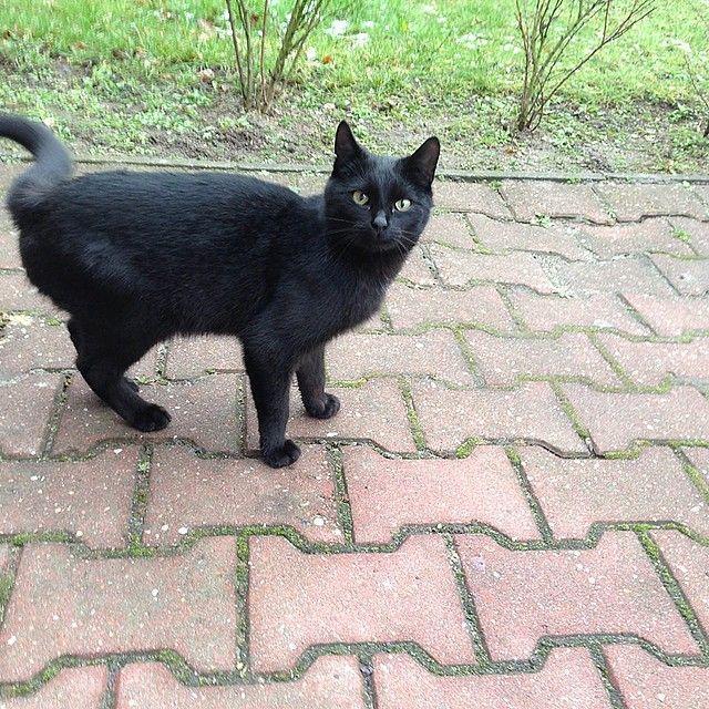 czarny kot na chodniku