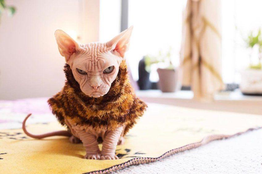 Groźnie wyglądający kot sfinks
