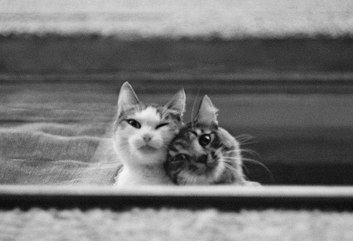 dwa koty w oknie