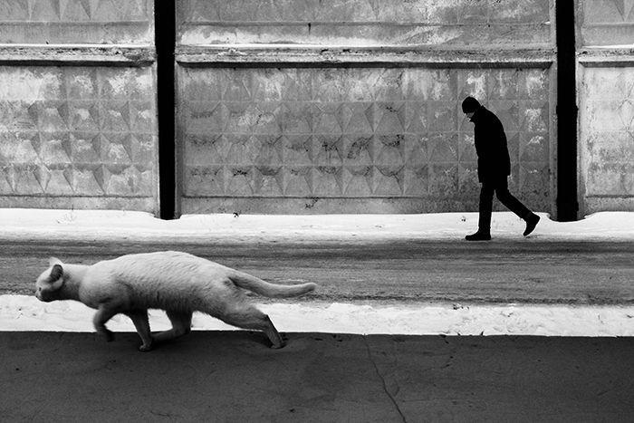 kot i człowiek idą ulicą miasta zimą