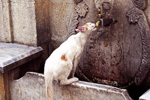 spragniony kot pije wodę