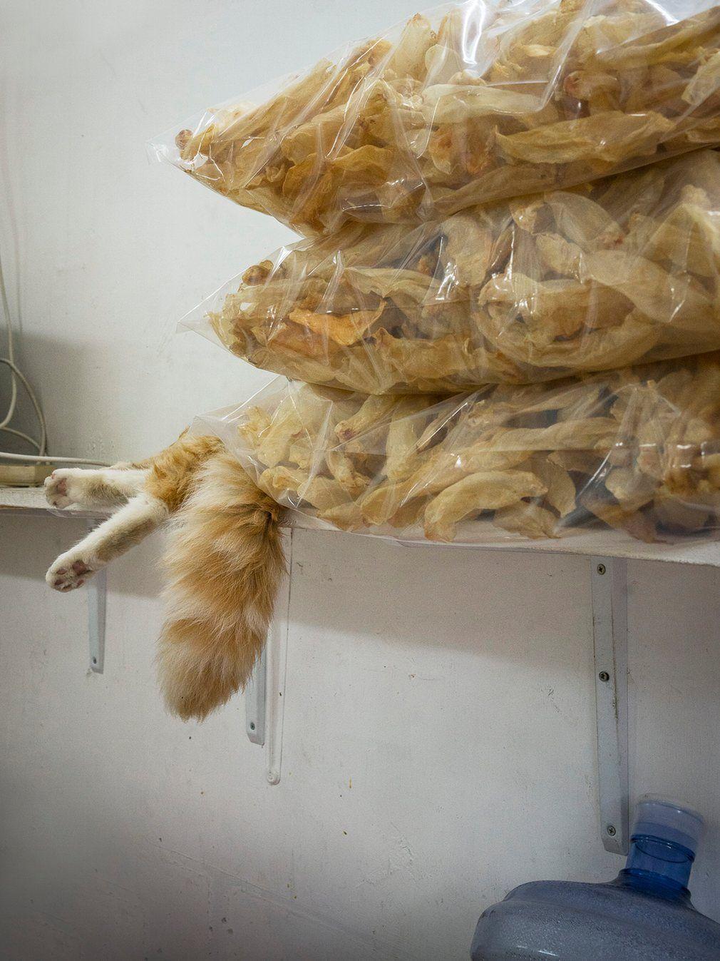 kot odpoczywa w sklepie w Hong Kongu