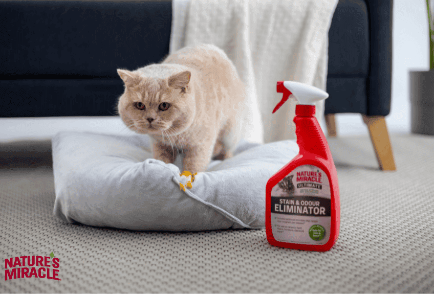 jak oduczyć kota sikania na dywan