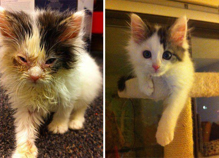 uratowany kociak przed i po