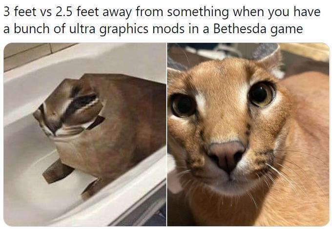 3 feet vs 2.5 feet away from something when you have a bunch of ultra graphics mods in a Bethesda game Photograph Eye Felidae Carnivore Whiskers Small to medium-sized cats Fawn Terrestrial animal