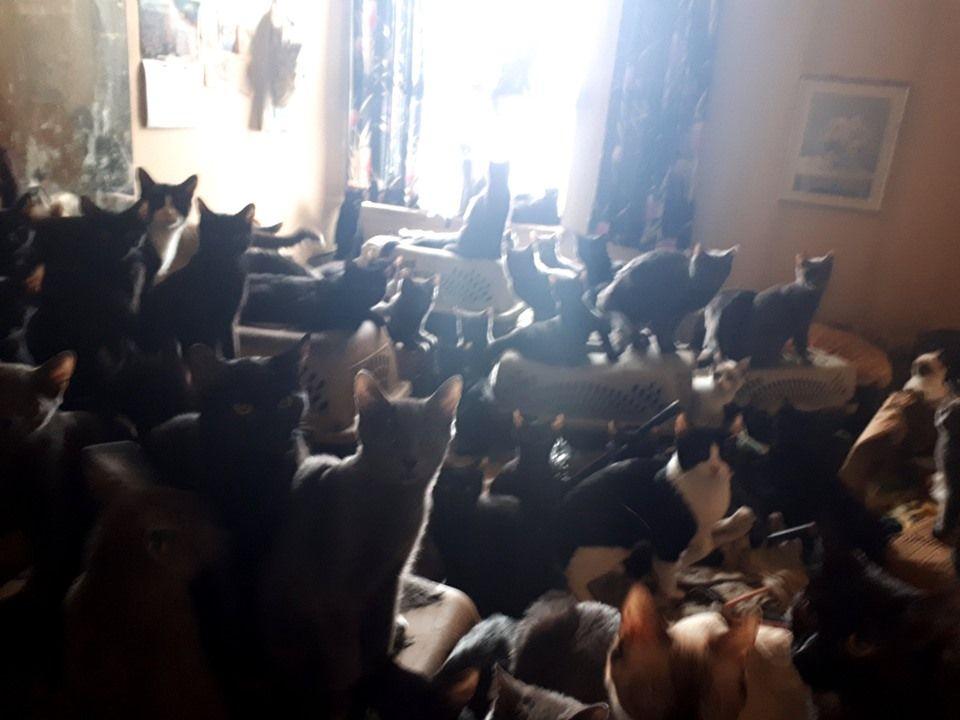 300 kotów w domu