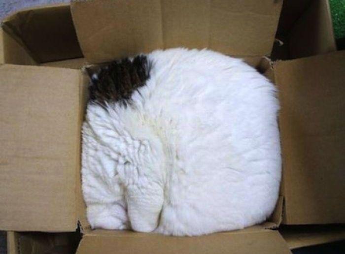 kot w pudełku