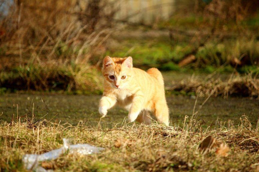 rudy kot biegnie po trawie
