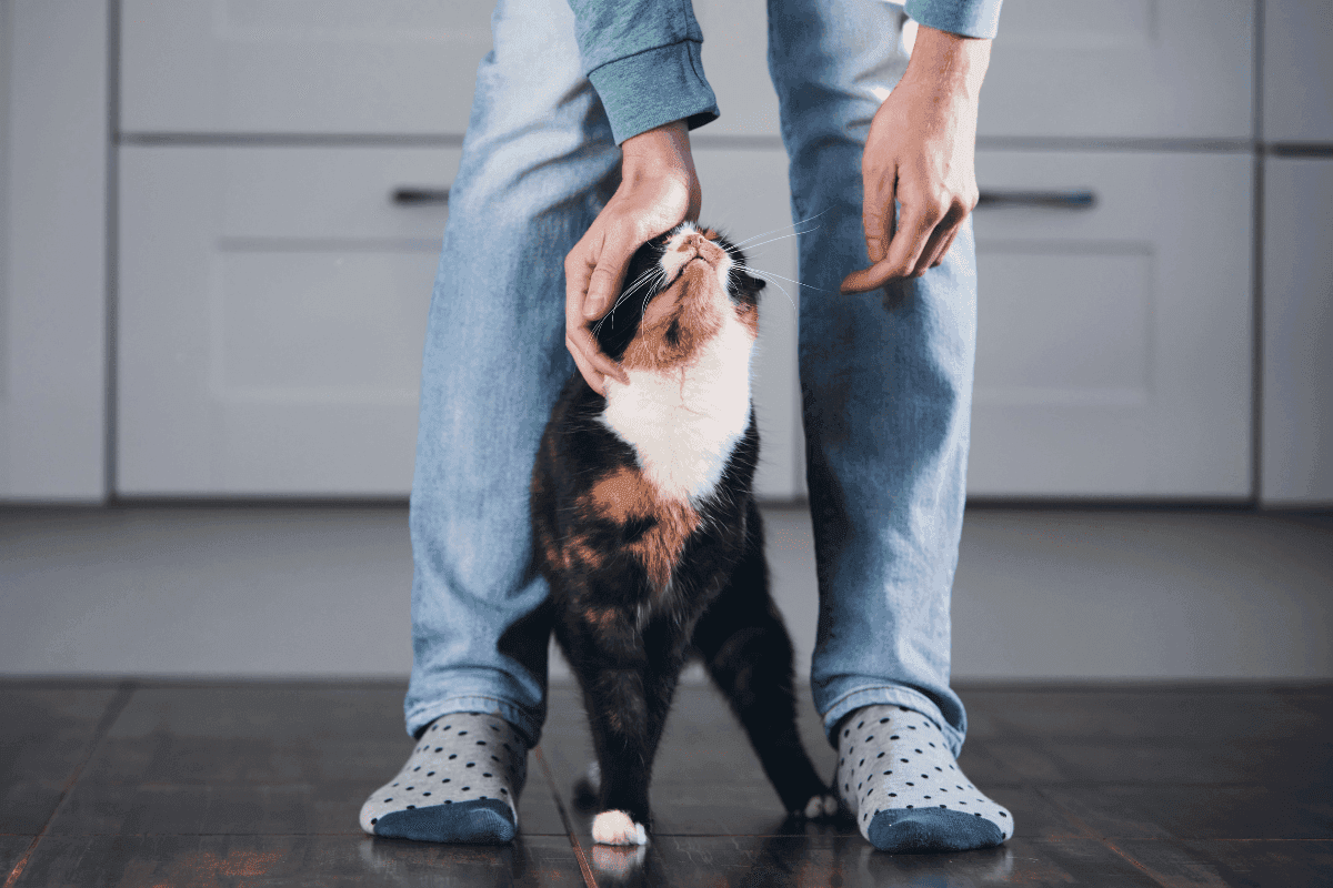 5 sposobów na okazanie kotu miłości