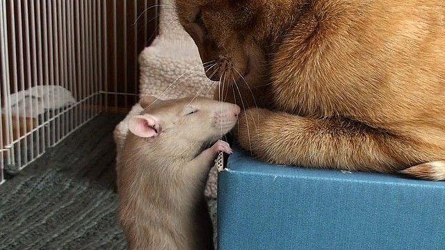 kot i szczur