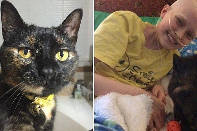 dziewczynka chora na raka i kot