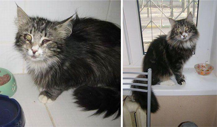 kot przed i po adopcji