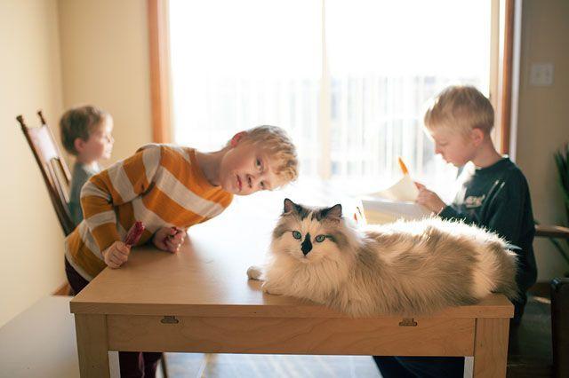 kot i dzieci przy stole