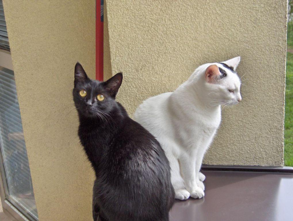 biały kot czarny kot