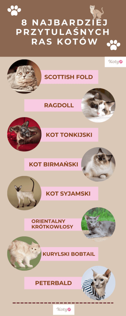 8 przytulaśnych ras kotów