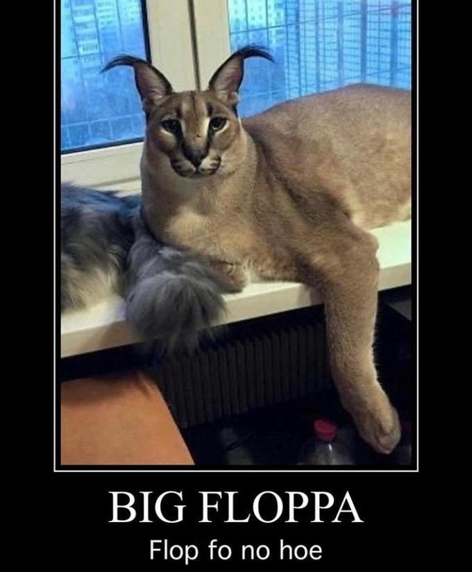 BIG FLOPPA Flop fo no hoe Cat Felidae Small to medium-sized cats Photo caption Whiskers Internet meme Asian Photography