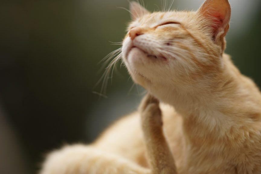 alergie pokarmowe u kotów