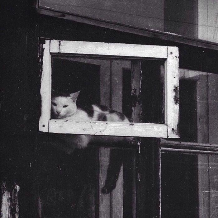 kot w oknie