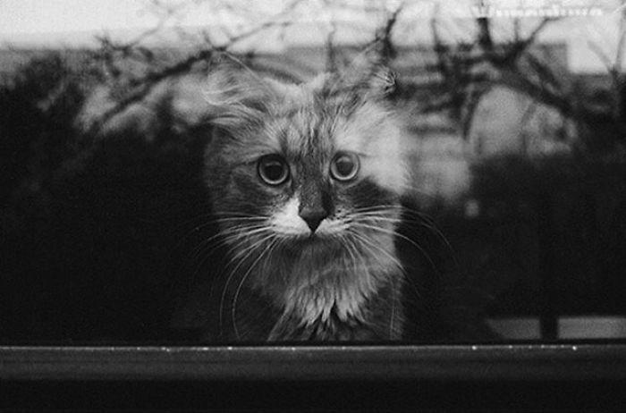 kot w oknie