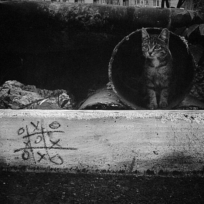 bezdomny kot w mieście
