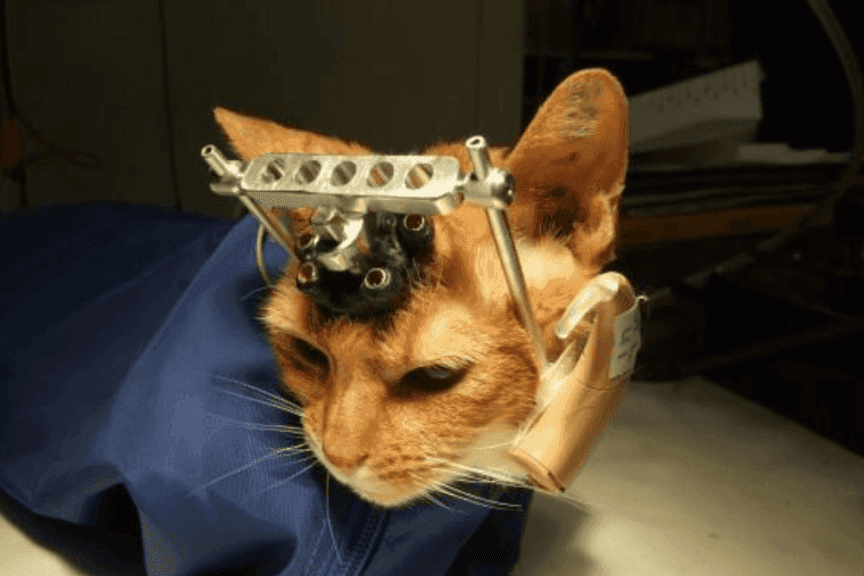 Double Trouble eksperymenty na kotach