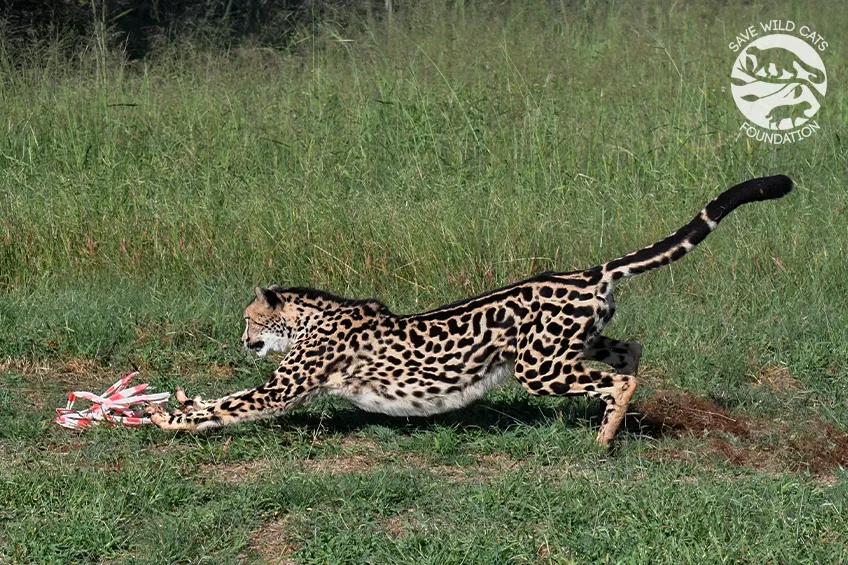 gepard królewski w akcji