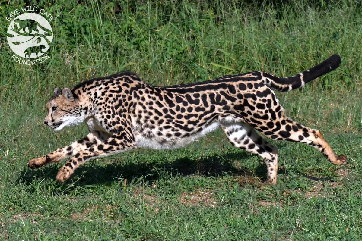 gepard królewski w biegu