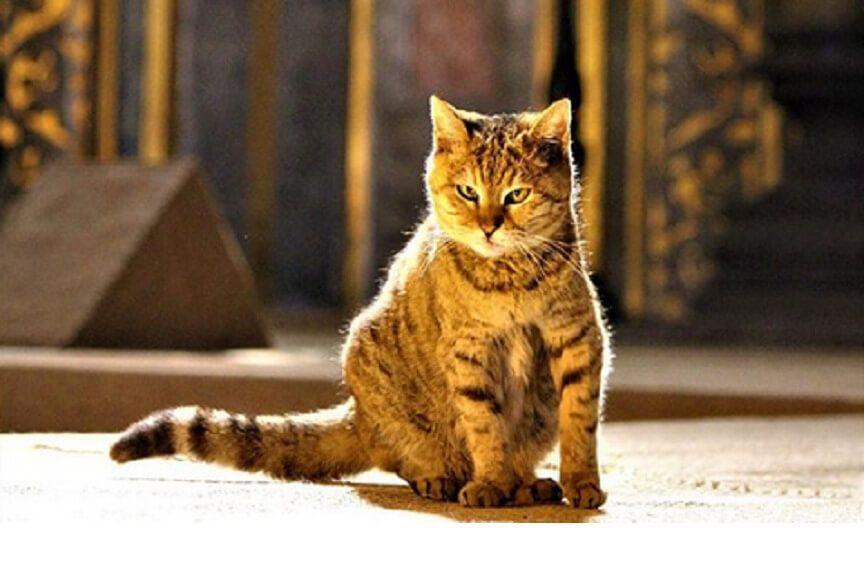 Kot w świątyni Hagia Sophia mieszka już 16 lat.