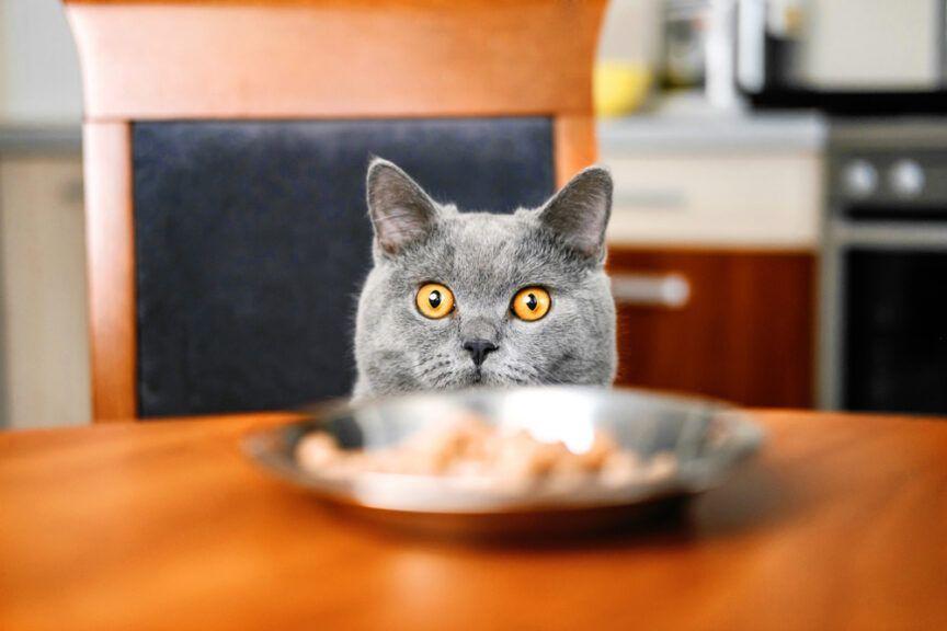 kot przy stole Ile karmy podawać kotu