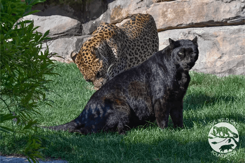 jaguar i lampart