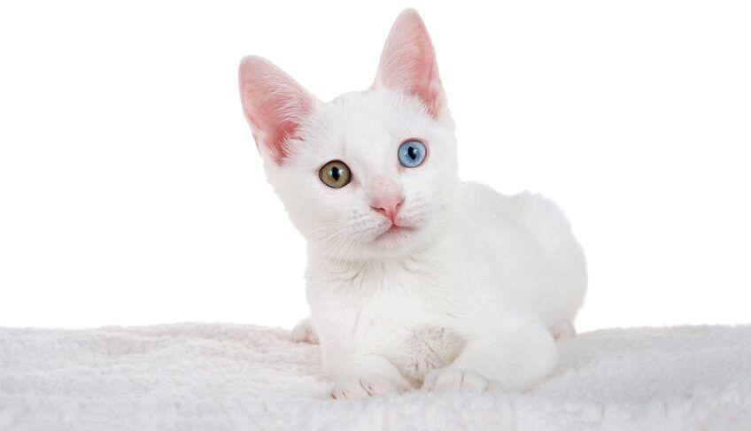 rasa białych kotów - khao manee