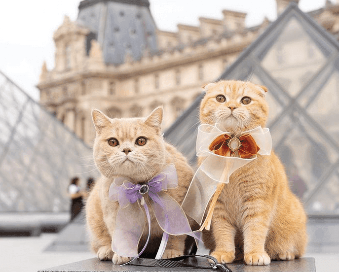 Koty podróżnicy