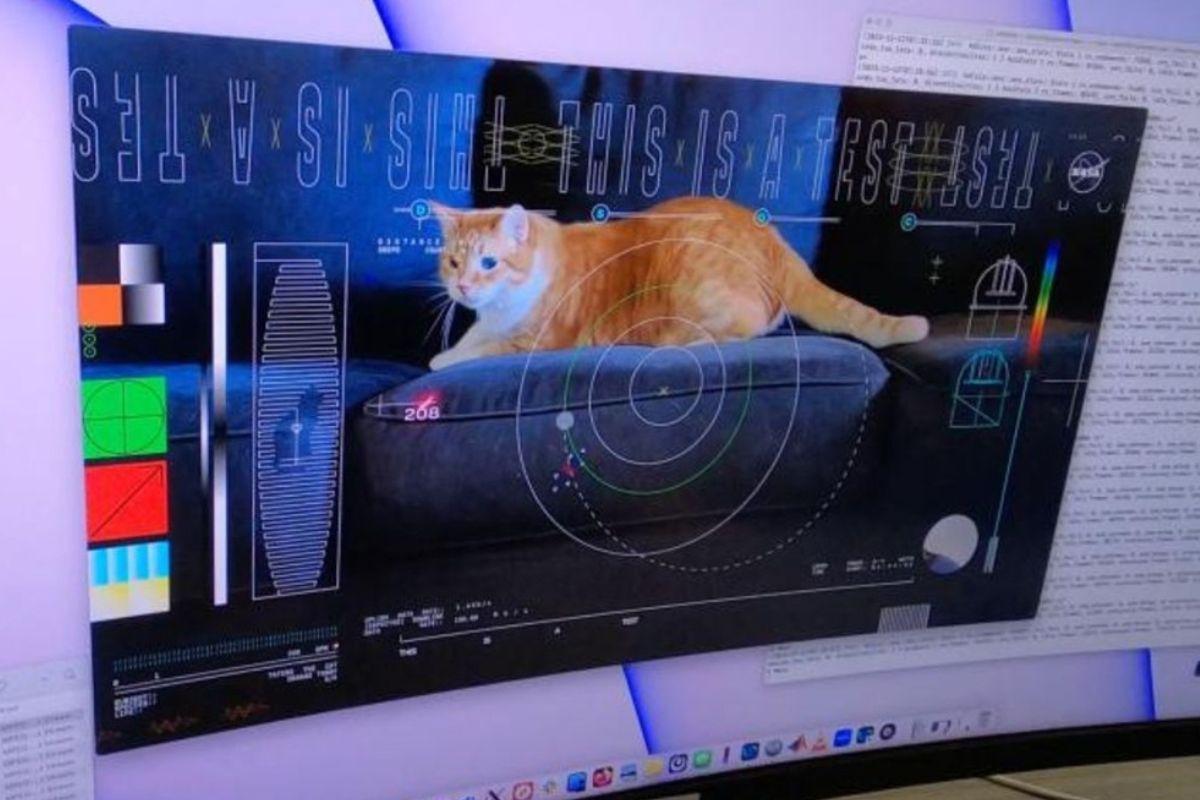 NASA wysłała nagranie z kotem z dalekiego kosmosu na Ziemię