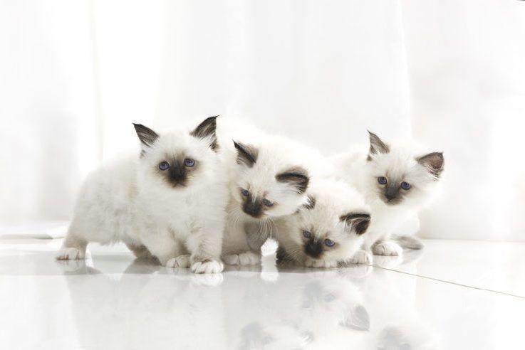 Cztery małe kotki