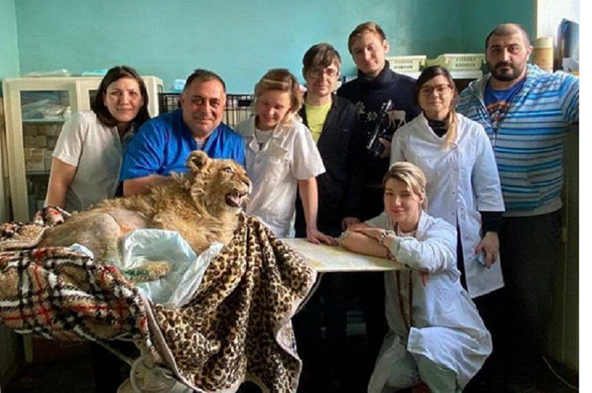 Uratowany lew jest już pod opieką weterynarzy.