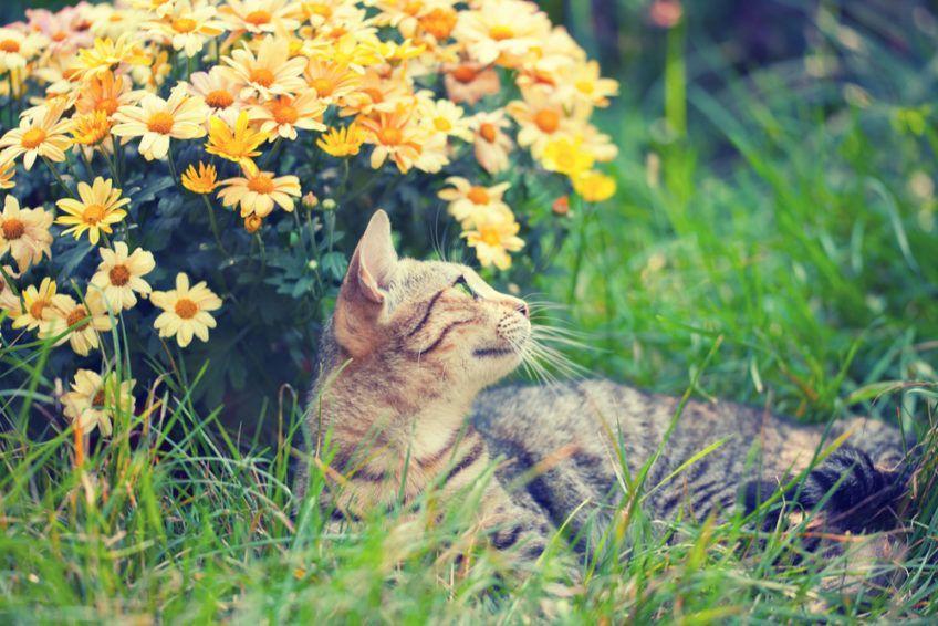 Kot leży na trawie obok żółtych kwiatów