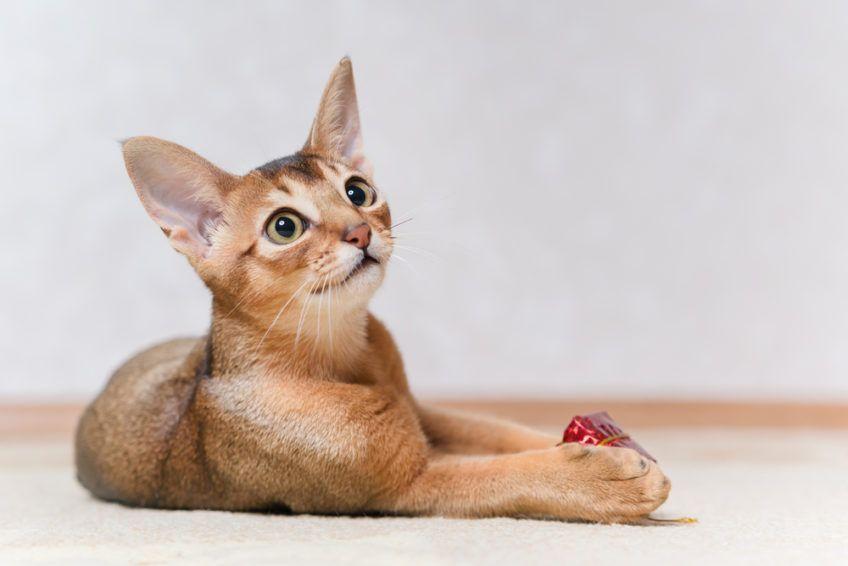 kot abisyński ranking najpopularniejszych ras kotów