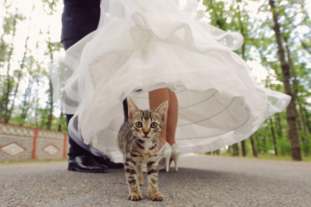 adopcje zwierzaków podczas wesela