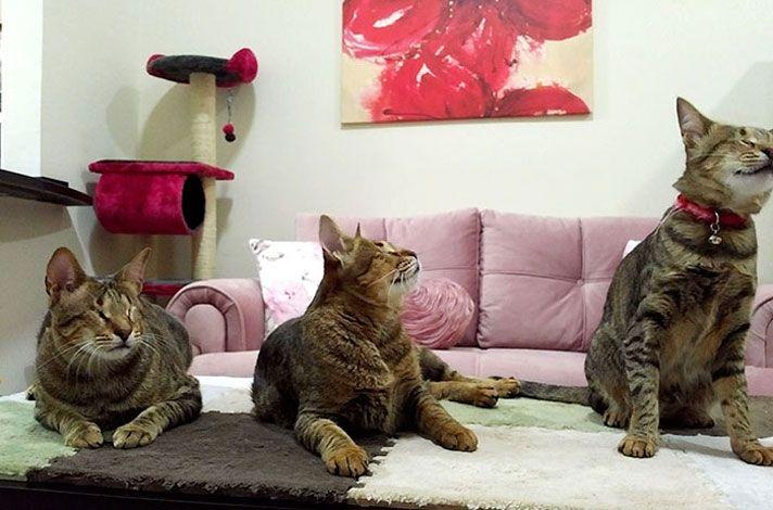 adopted-three-blind-cats-4.jpg