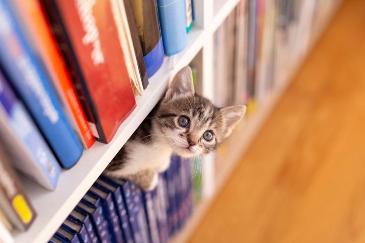 adoptuj kota z biblioteki
