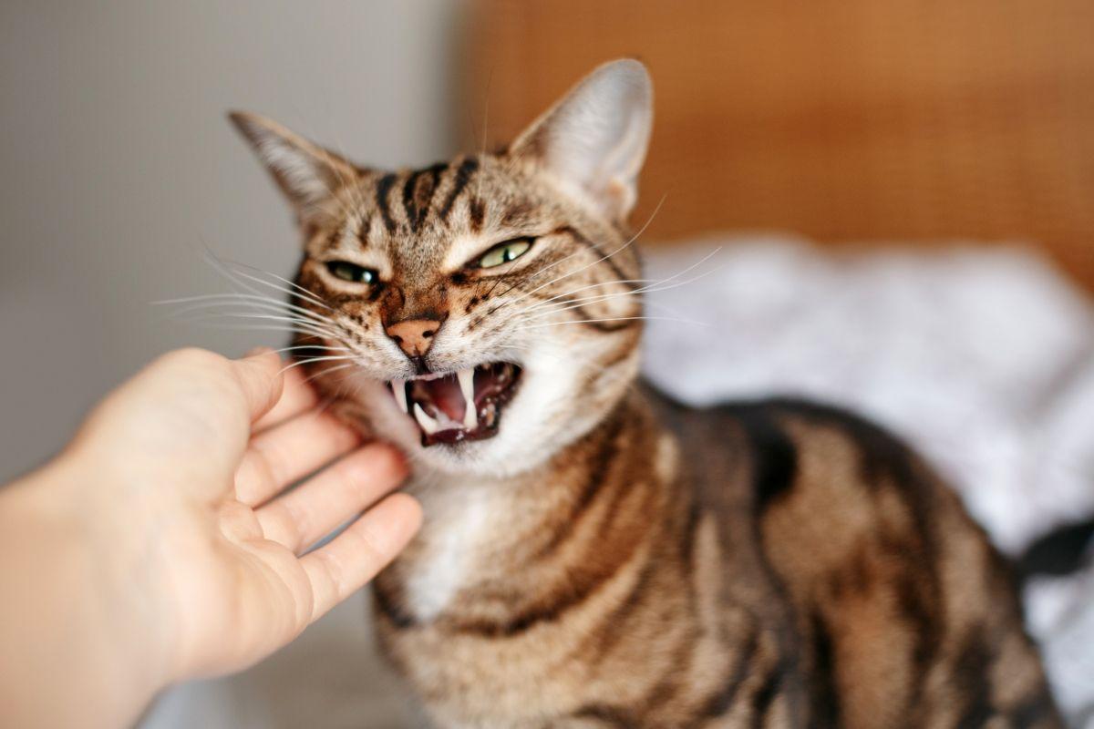 agresywny kot