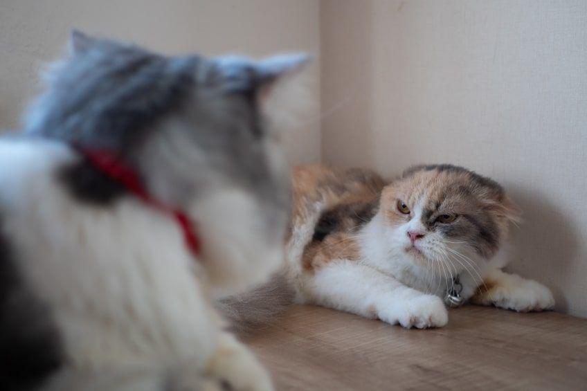 agresywny kot strach u kota