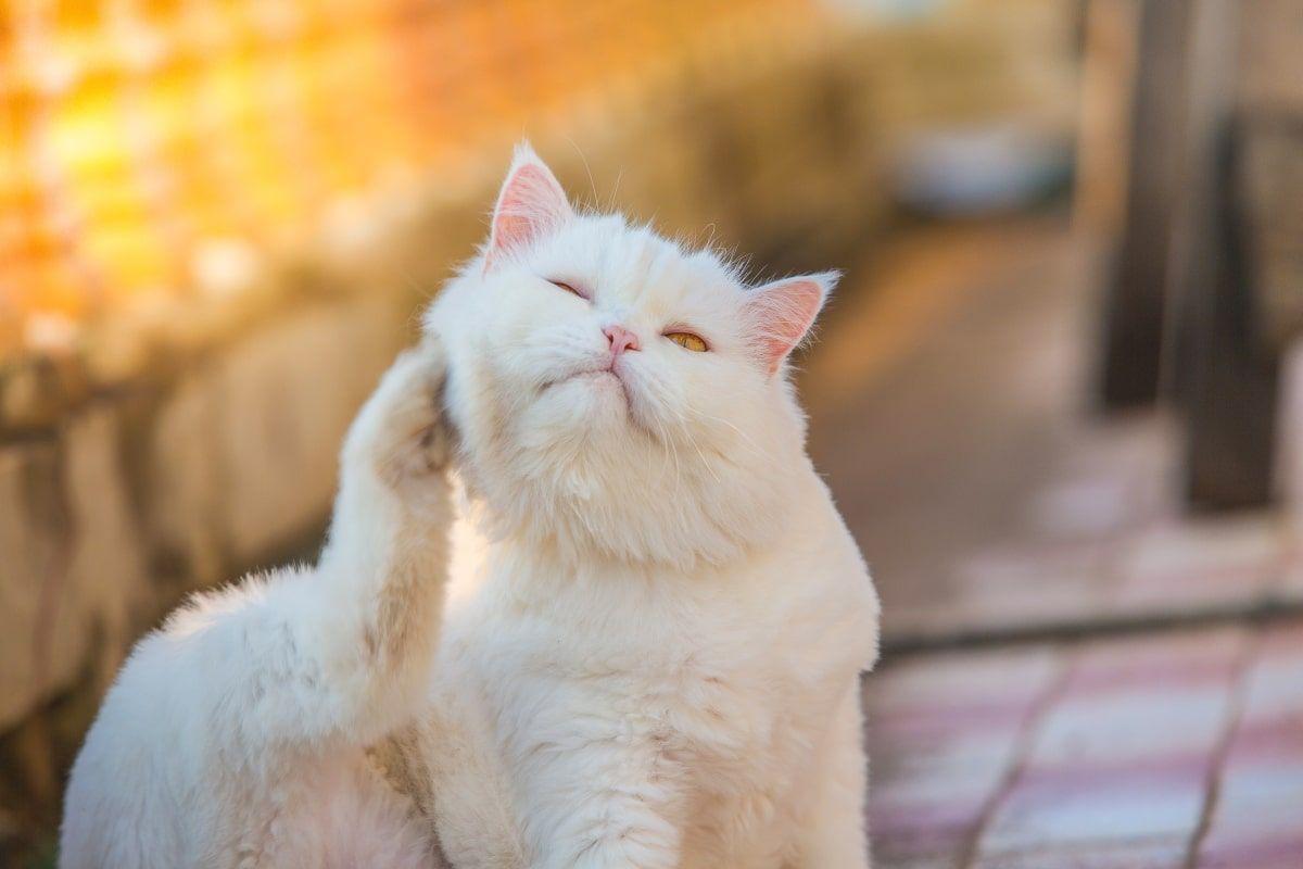 alergiczne pchle zapalenie skóry u kotów