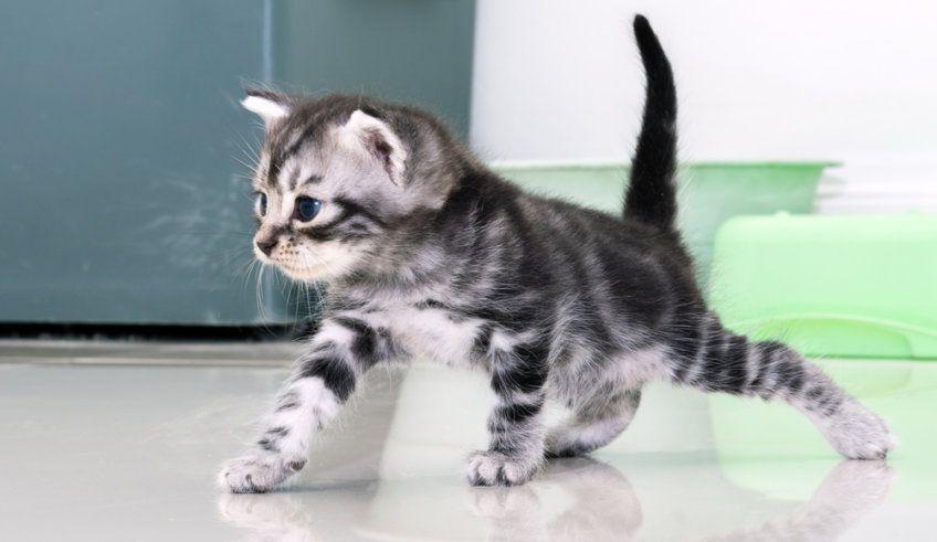 Kocię kota amerykańskiego krótkowłosego idące po podłodze